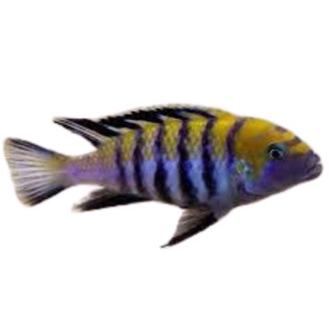 Cynotilapia Zebroides Cobue Afra Cobue Fat Glenn S Fish