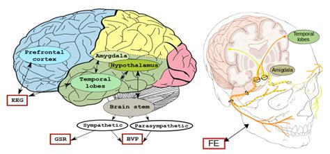 Brain areas. Graphical depiction of the inter-relations between brain ...