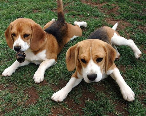 23+ Tricolor Beagle Puppies - l2sanpiero