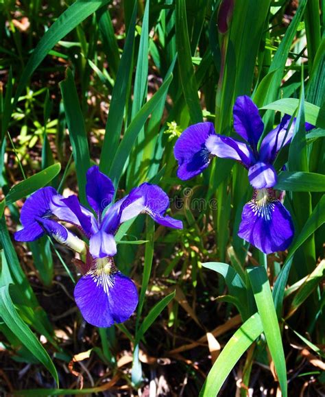 Northern Blue Flag Iris Iris Versicolor Stock Photo Image Of Iris