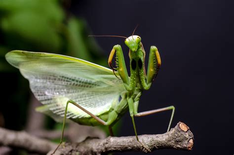 Combative Harmless Insects Vs Easygoing Scary Insects Pointe