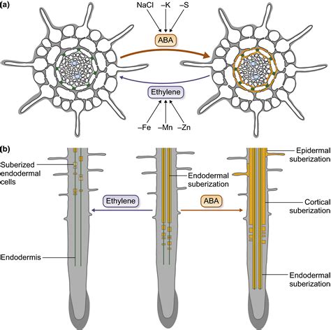 Endodermis Plant