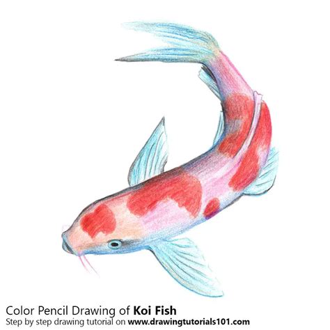 How To Draw A Koi Fish Fishes Step By Step Drawingtutorials