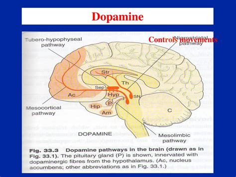 Pharmacology Of Central Neurotransmitters Prof Yieldez Bassiouni Ppt