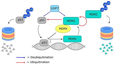 Cancers Free Full Text Targeting The Ubiquitin Proteasome System