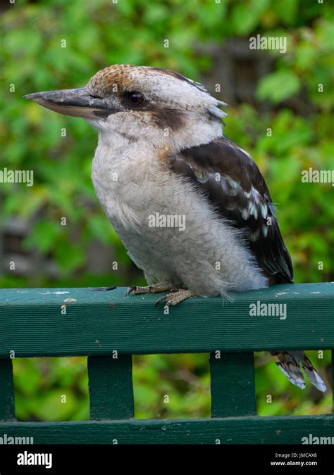 Ein Australischer Lachender Kookaburra Fotos Und Bildmaterial In