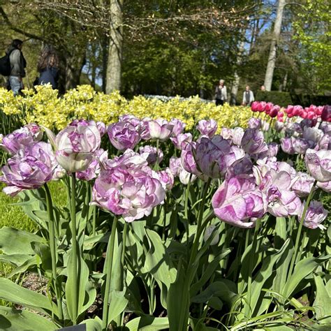 Tulipa Shirley Double Find Haveplanter