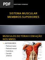 Região Tenar E Hipotenar - Músculos da Região Tenar e Hipotenar | PDF | Anatomia humana | Sistema ...