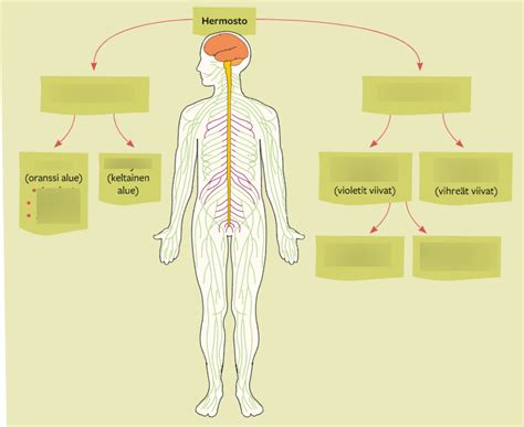 Psy Hermosto Diagram Quizlet