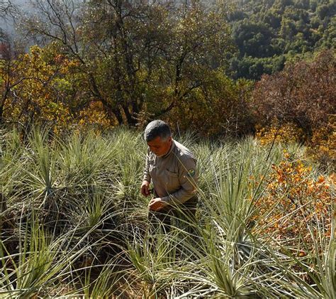 Evento Nacional Los Bosques Andinos Retos Y Desaf Os Para Su Gesti N