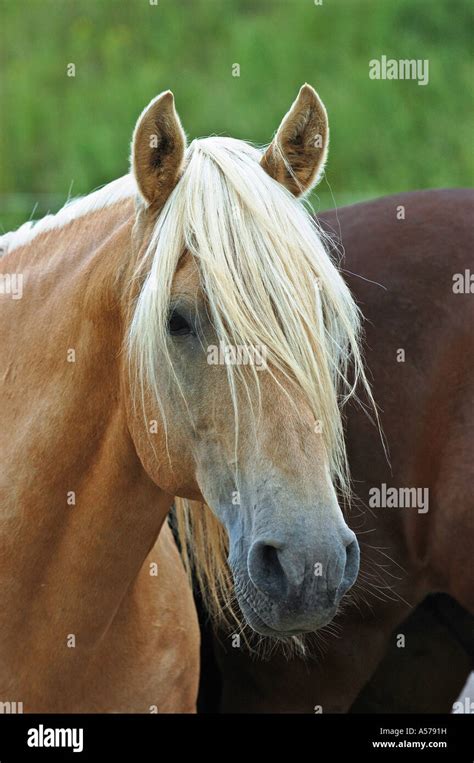 Paso Peruano Horse Stock Photo Alamy