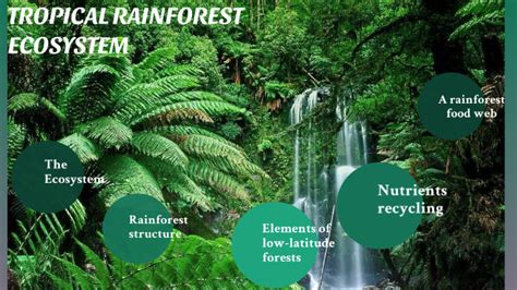 Tropical rainforest ecosystem by cecilia fiamoi on Prezi