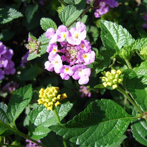 Lantana Montevidensis Purple Trailing Lantana Green Things Nursery