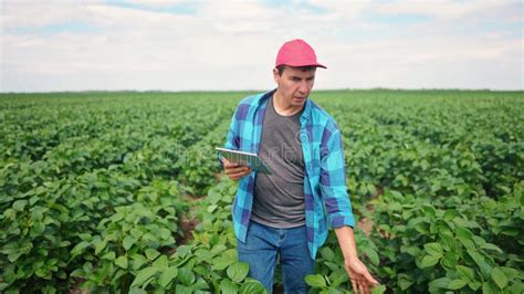 Agriculture Farmer Walks Through The Field With Soybeans Green Plants