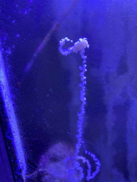 Help with ID. Maybe Snail egg sack? | REEF2REEF Saltwater and Reef Aquarium Forum