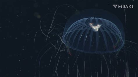 Scientists film a jellyfish with a belly full of prey in the deep sea ...