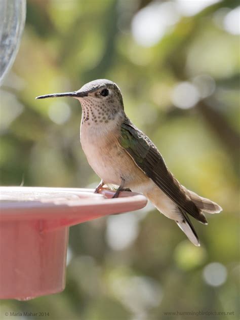 Broad Tailed Hummingbird