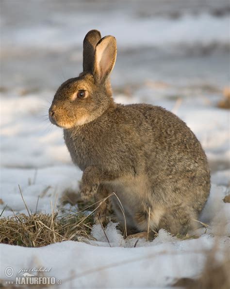 Wild Rabbit Photos Wild Rabbit Images Nature Wildlife Pictures