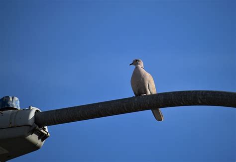 Merpati Duduk Lamp Post Langit Foto Gratis Di Pixabay Pixabay