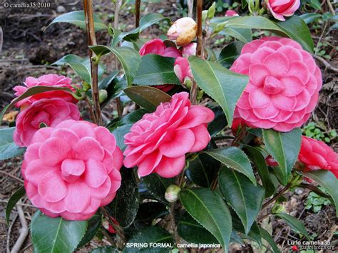 Camélia Spring Formal Camellia Japonica Mars 2010 Les Galeries