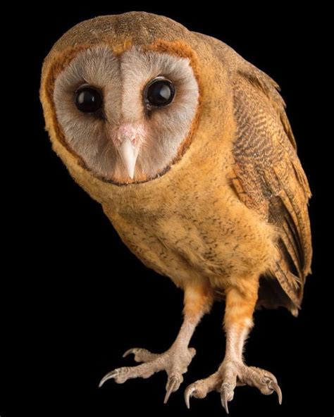 Joel Sartore Photo Ark Joelsartore On Instagram Ashy Faced Owls