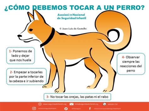 Niños Perros Y Seguridad Infantil Seguridad Infantil