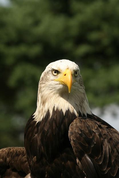 Premium Photo A Bald Eagle With A Yellow Beak And A White Stripe On