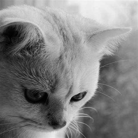 My Cat Is Depressed Causes Symptoms And Treatment