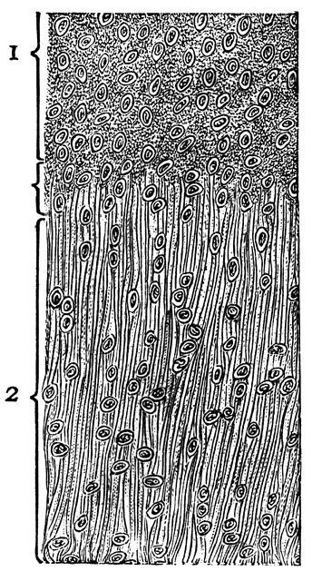 Longitudinal Section Of Cartilage Clipart Etc