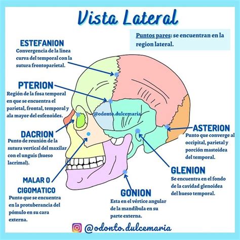 Puntos Craneometricos Vista Lateral Https Instagram P