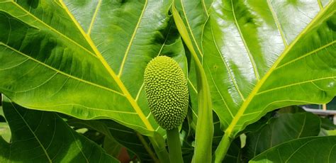 Breadfruit Hawaii Tropical - Free photo on Pixabay - Pixabay