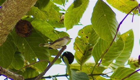 Local Birding Jaguli Grassland Nadia Surajit Saha Flickr