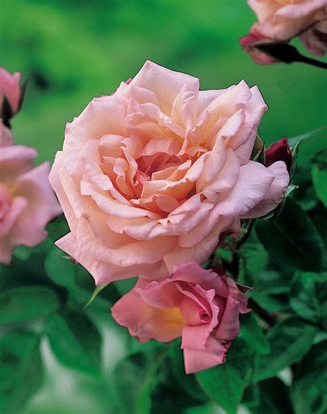 Kletterrose Compassion® Rosa X Hybrida Wyss Shop