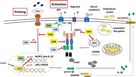 Frontiers Nuclear Receptors As Multiple Regulators Of Nlrp3