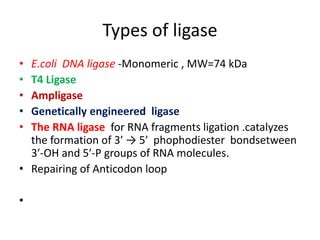 dna ligase enzymes