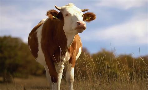 The Importance of Heritage Livestock Breeds - Preserving the Future