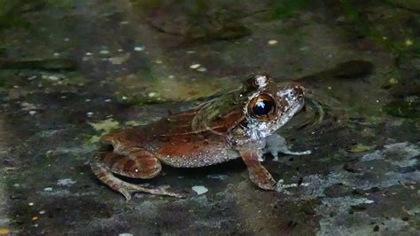 Mantidactylus Betsileanus Boulenger Mantellidae