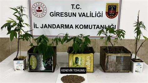 Giresun Da Jandarma Kenevir Yeti Tiren Ahs Yakalad Ye Ilgiresun