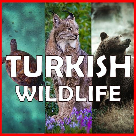 旅 10 Native & wild animals that live in Turkey: 力 Turkish Wildlife