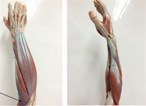 Psio Muscles That Move The Hand Diagram Quizlet