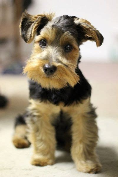 This Dog Is Soo Adorable He Is A Schnauzer Mix Yorkie I Do Not Own