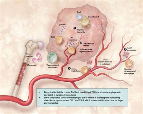 Infographic Tumor Associated Macrophages And Cancer The Scientist