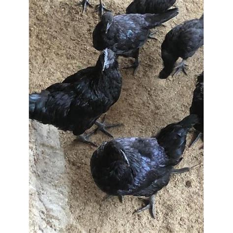 Kadaknath Breed Chicken At Rs 800kg Kadaknath Chicken In Vyara Id