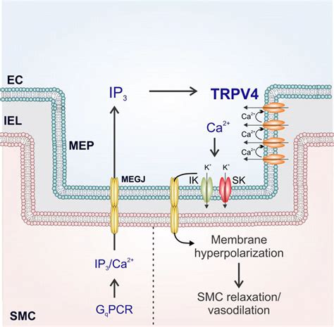 TRPV4 Transient Receptor Potential Vanilloid 4 ChannelDependent