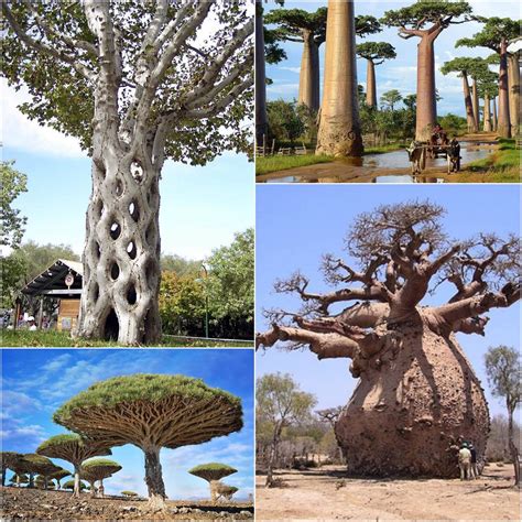 Some incredible looking tree species are found here on Earth : megalophobia