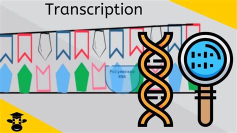 An Introduction To Transcription Genetics Protein Synthesis Youtube