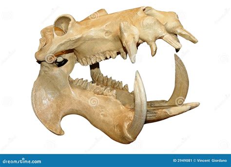 Hippopotamus Skull Stock Image - Image: 2949081