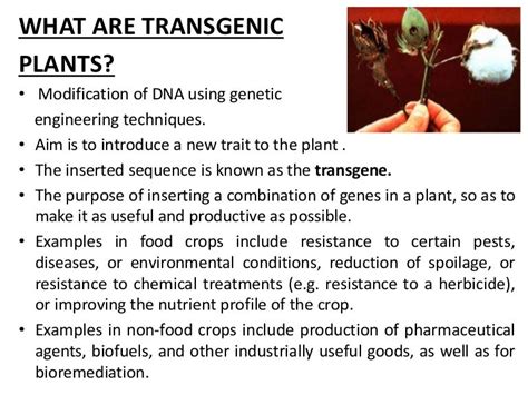 Transgenic plants