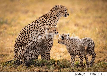 サハラチーターの子