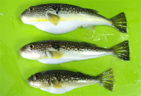 新春のフク来る | 雨釣の釣り日記 - 楽天ブログ